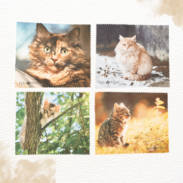 Cat Collection Microfiber Cloth 4 Pack